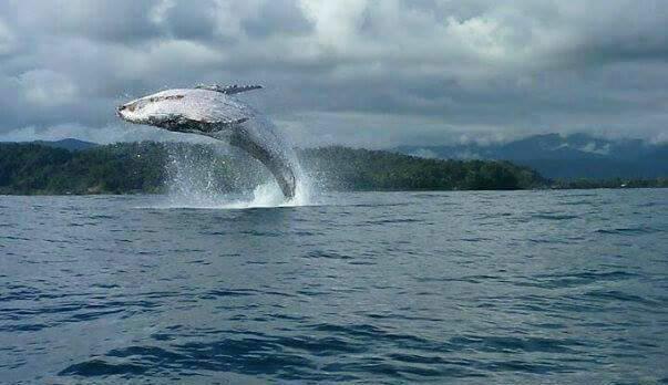 Posada El Acuario Bahia Solano Eksteriør bilde