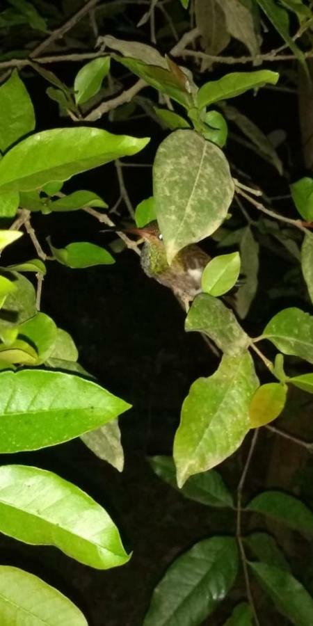 Posada El Acuario Bahia Solano Eksteriør bilde